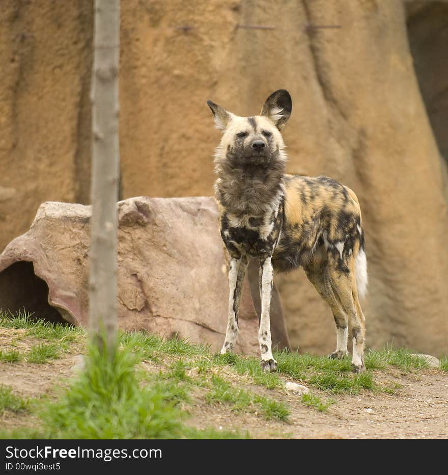 African Wild Dog at the Lincoln Park Zoo in Chicago. African Wild Dog at the Lincoln Park Zoo in Chicago.