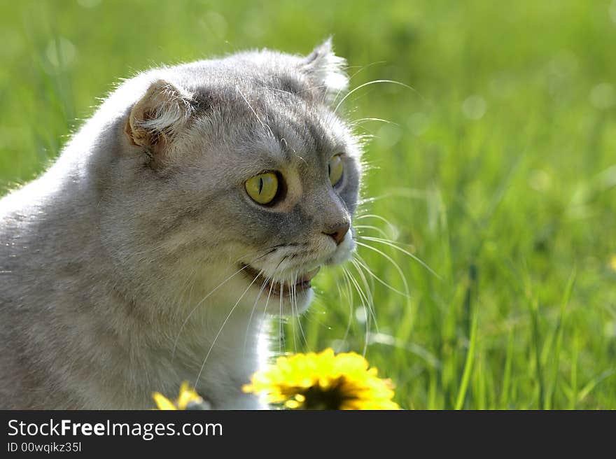 Cat in the grass among flowers, summer