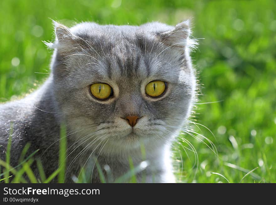 Cat in the grass among flowers, summer