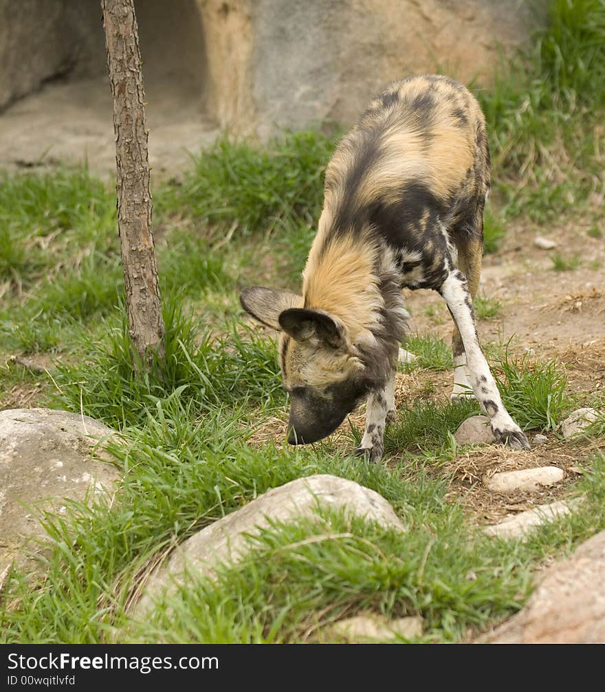 African Wild Dog at the Lincoln Park Zoo in Chicago.