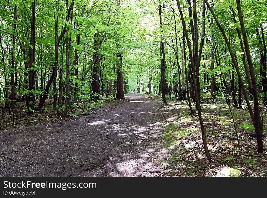 Ride in the forest