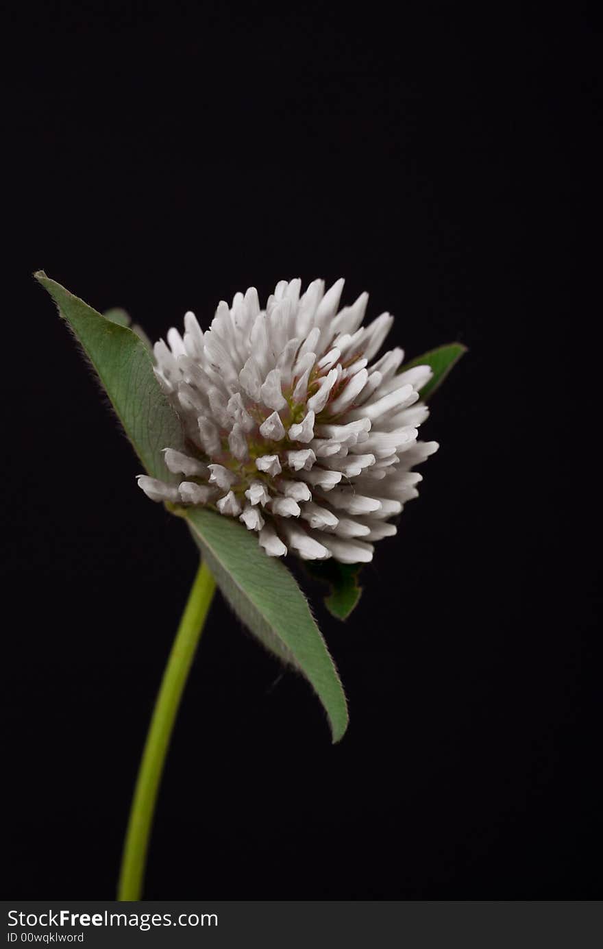 A white flower on the black background