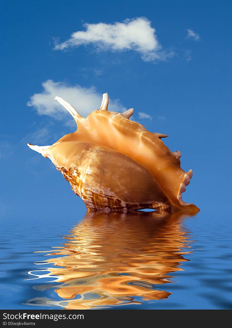 Cockleshell with the reflection in water of the sea on a background of the blue sky. Cockleshell with the reflection in water of the sea on a background of the blue sky