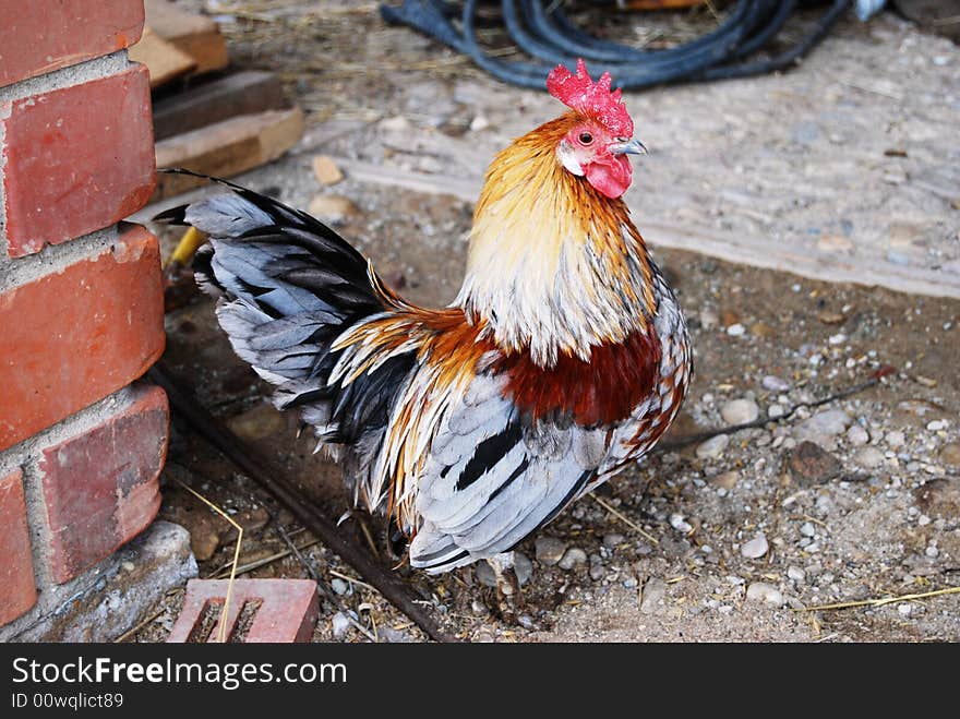 Big colorful cock at the farm