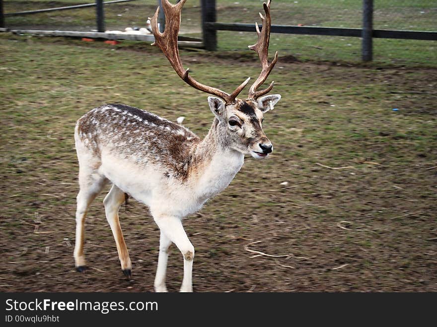 Beautiful little male north deer at the farm in early spring time. Beautiful little male north deer at the farm in early spring time