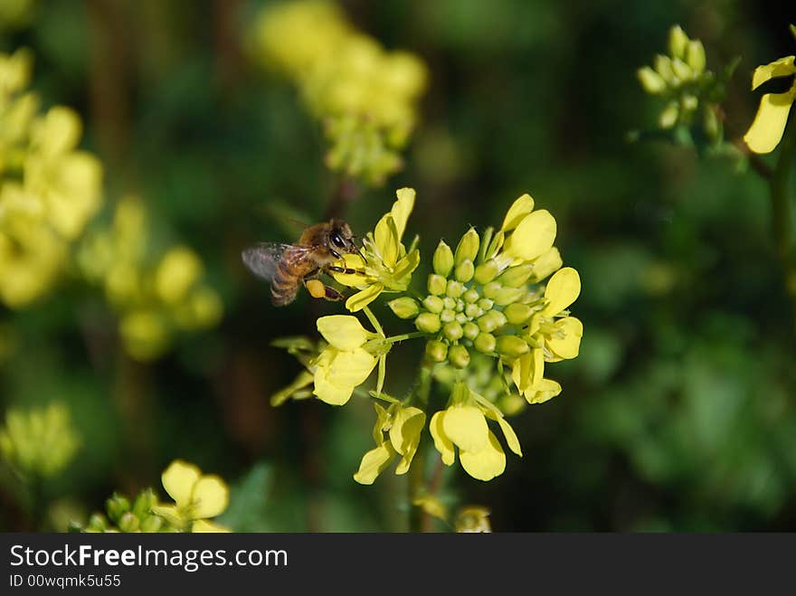 Bee on a field flower