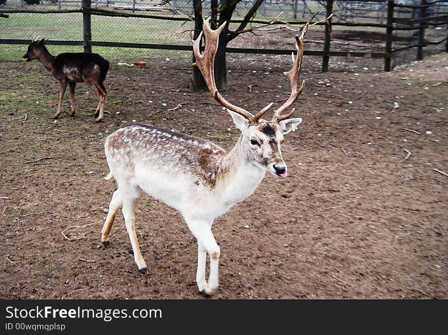 Beautiful little male north deer at the farm in early spring time. Beautiful little male north deer at the farm in early spring time