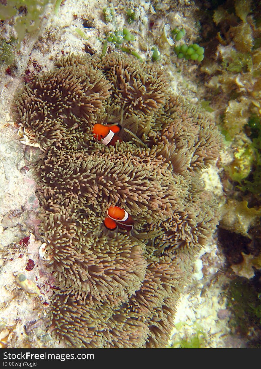 Underwater photograph of a clownfish (nemo). Underwater photograph of a clownfish (nemo)