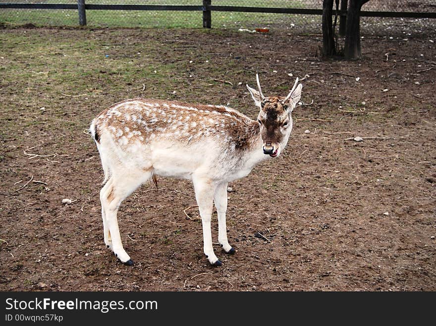 Beautiful little male north deer at the farm in early spring time. Beautiful little male north deer at the farm in early spring time