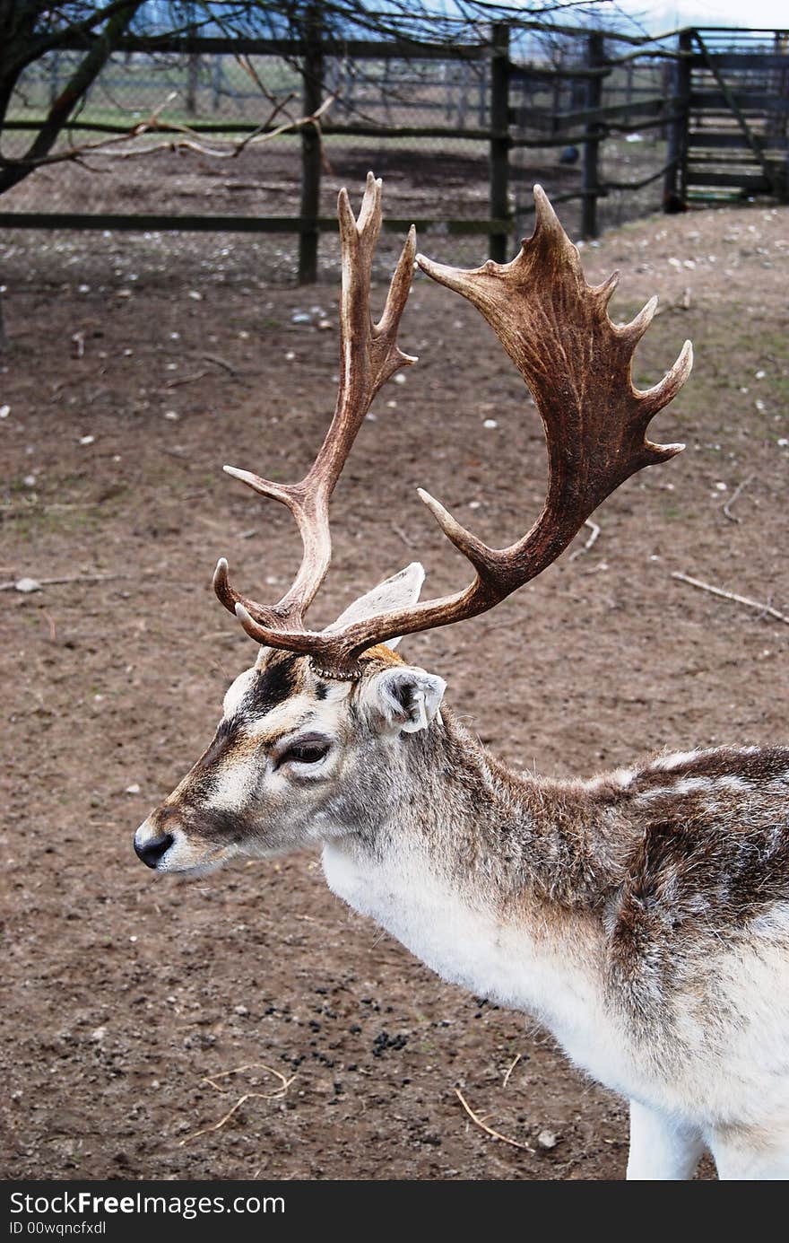 Beautiful mature male north deer at the farm in early spring time. Beautiful mature male north deer at the farm in early spring time