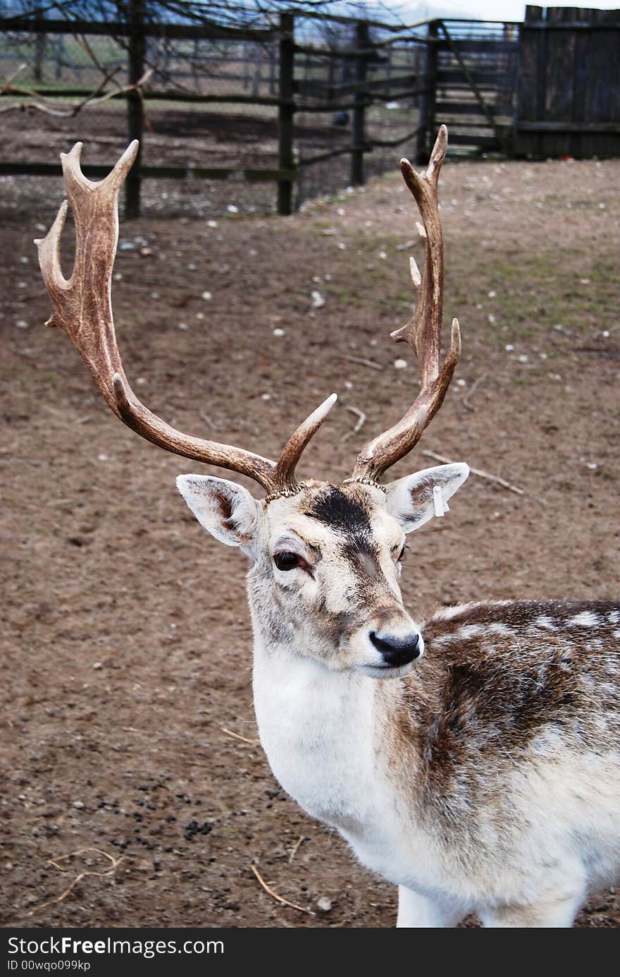 Beautiful mature male north deer at the farm in early spring time. Beautiful mature male north deer at the farm in early spring time