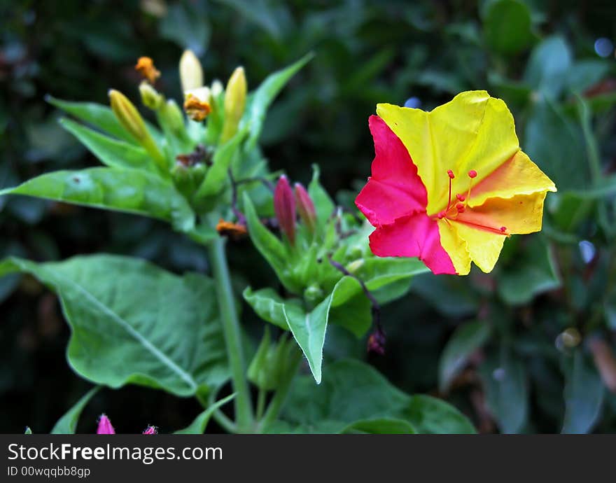 Colorful Indian Jasmine flower close up