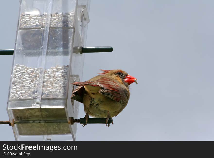 A red cardinal perching with seed. A red cardinal perching with seed.