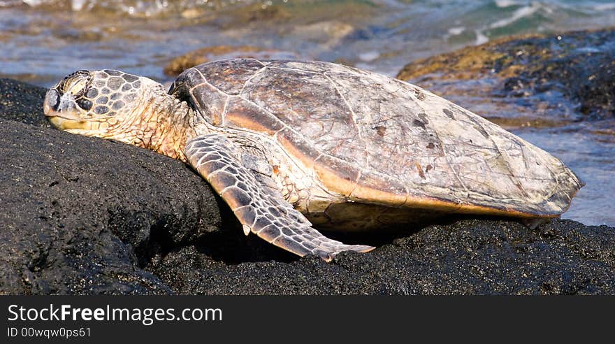 Sleeping Sea Turtle