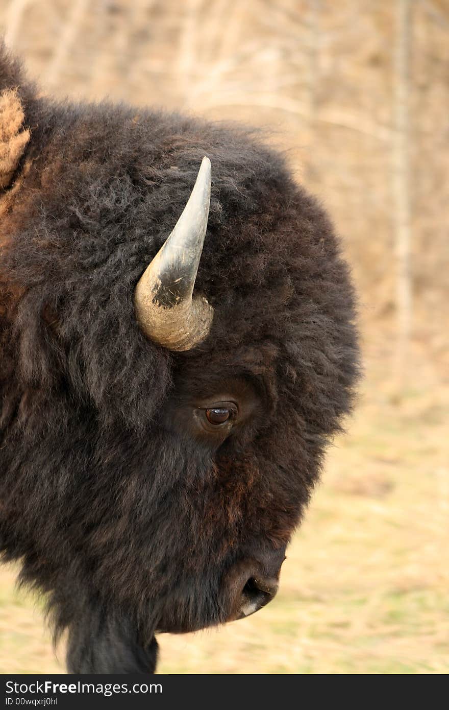 Portrait of a Bison out looking for some Prairie grass to eat