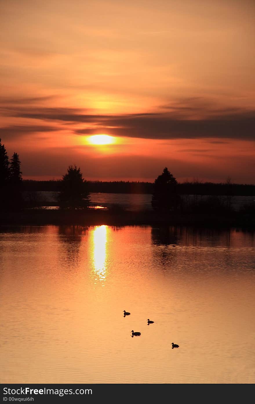 A row of ducks gliding across the shimmering water of a calm lake at sunset. A row of ducks gliding across the shimmering water of a calm lake at sunset