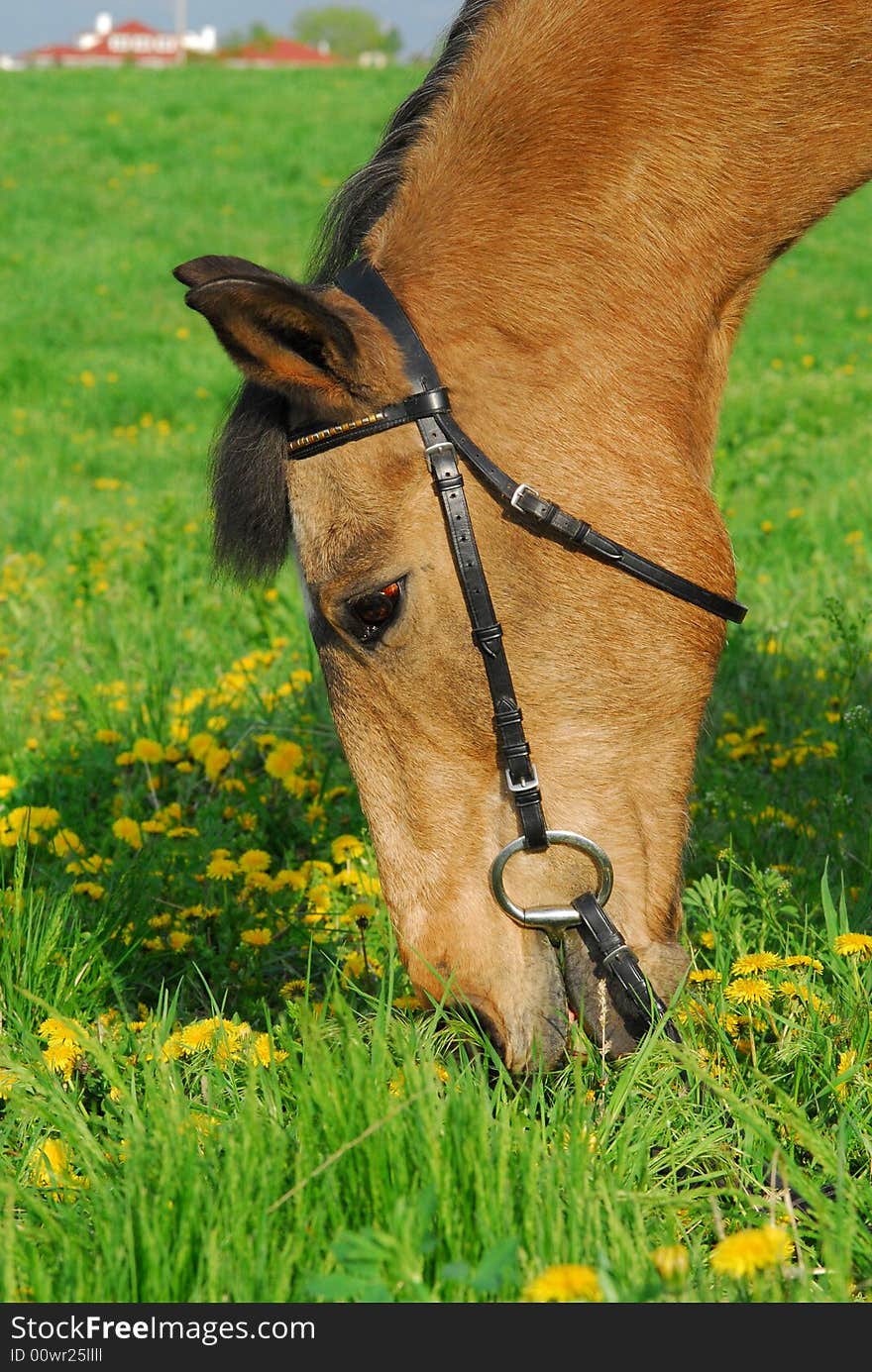 horse eating grass