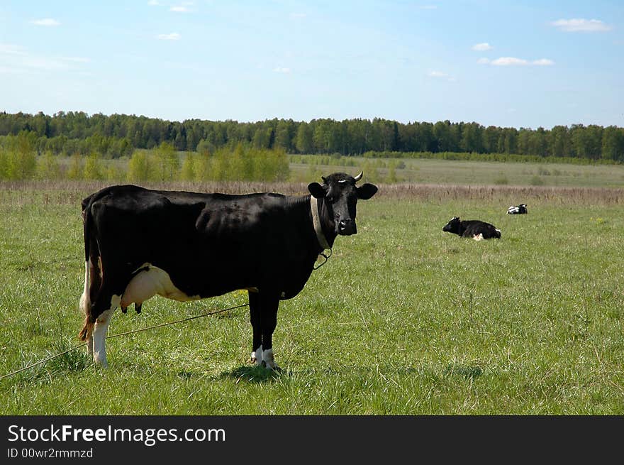 A black cow standing in a field and looking at the camera. A black cow standing in a field and looking at the camera