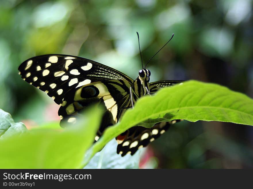 Closeup butterfly