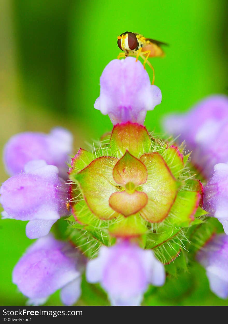 Syrphid Flies 3