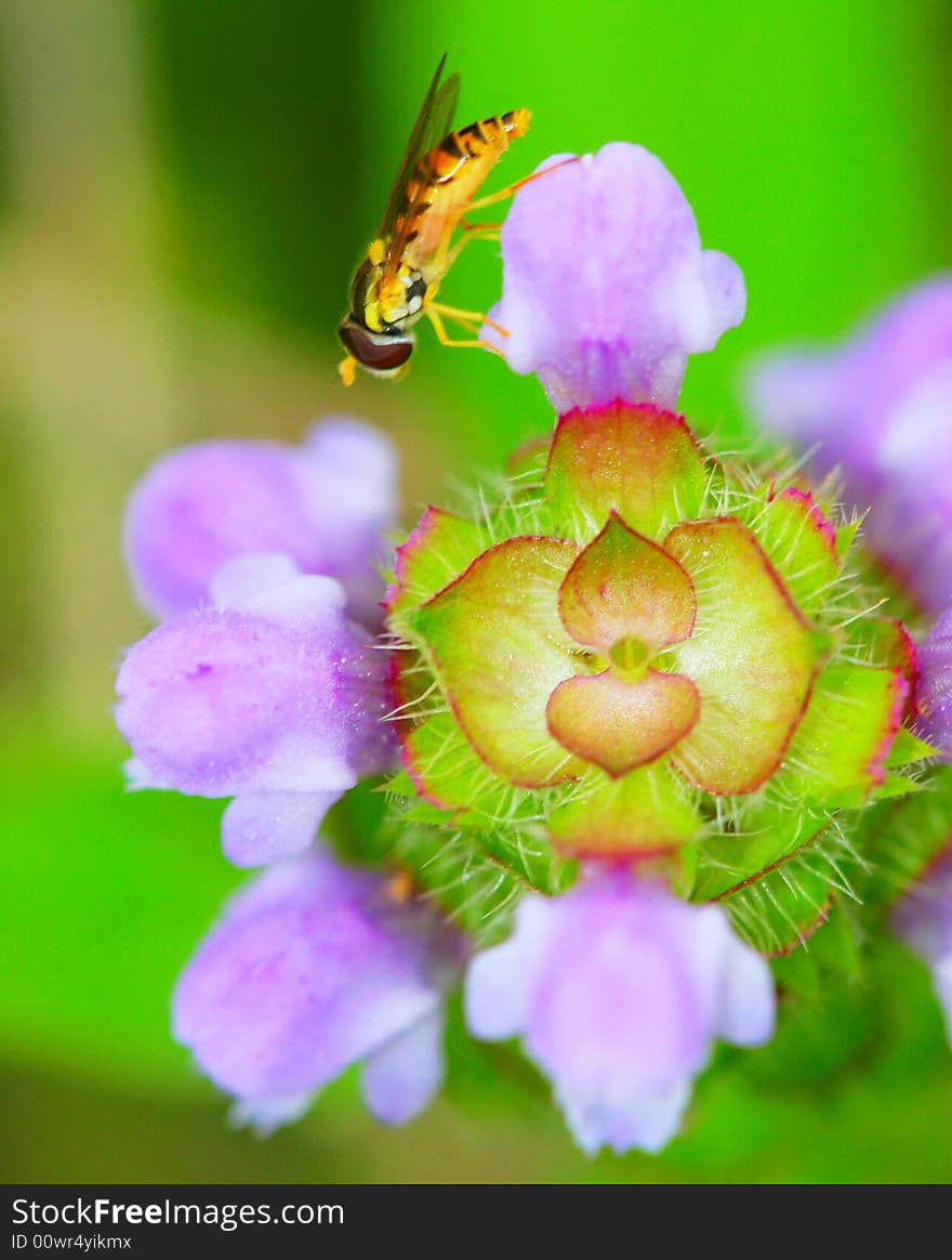 Syrphid flies 4