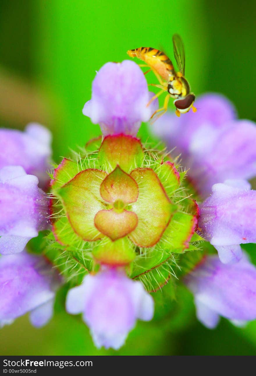 Syrphid flies 5