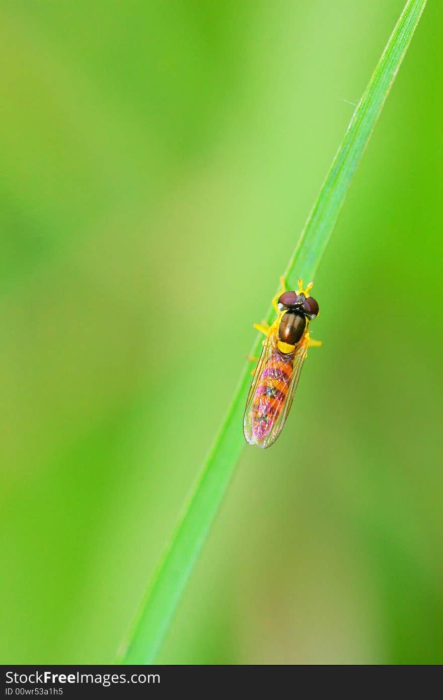 Syrphid flies