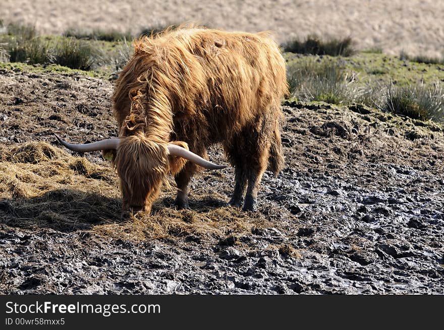 Highland cattle