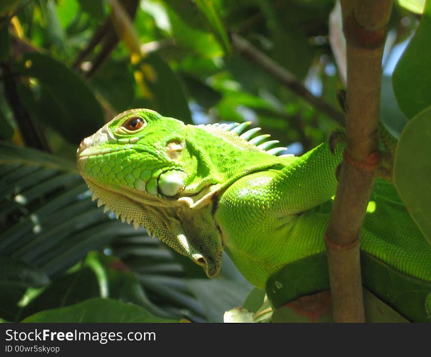 Iguana in SeaGrape Tree