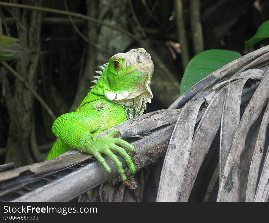 Green Iguana