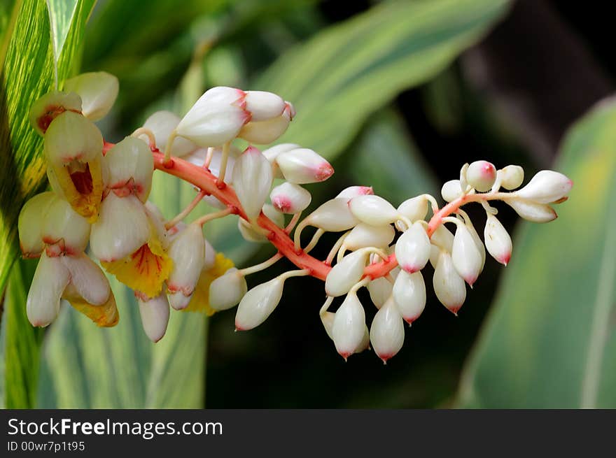 A string of white shell flowers,fresh and fragrant. A string of white shell flowers,fresh and fragrant.