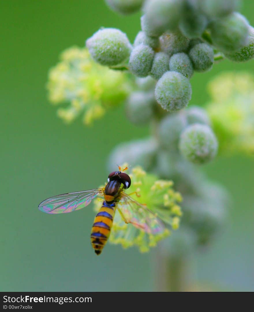 Syrphid flies 3