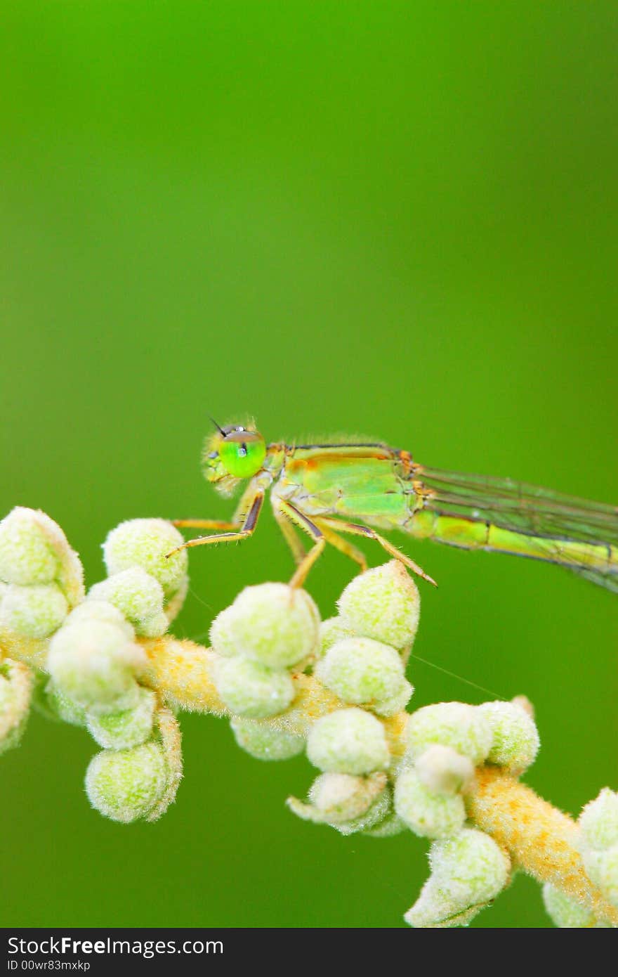 The dragonfly on a plant .wating for the food . The dragonfly on a plant .wating for the food .