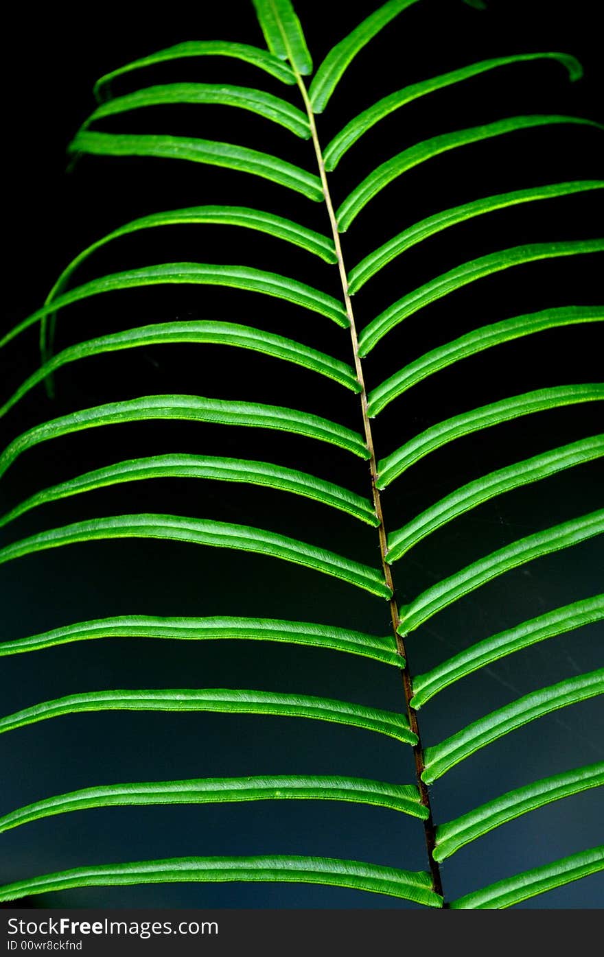 The Fern Leaves