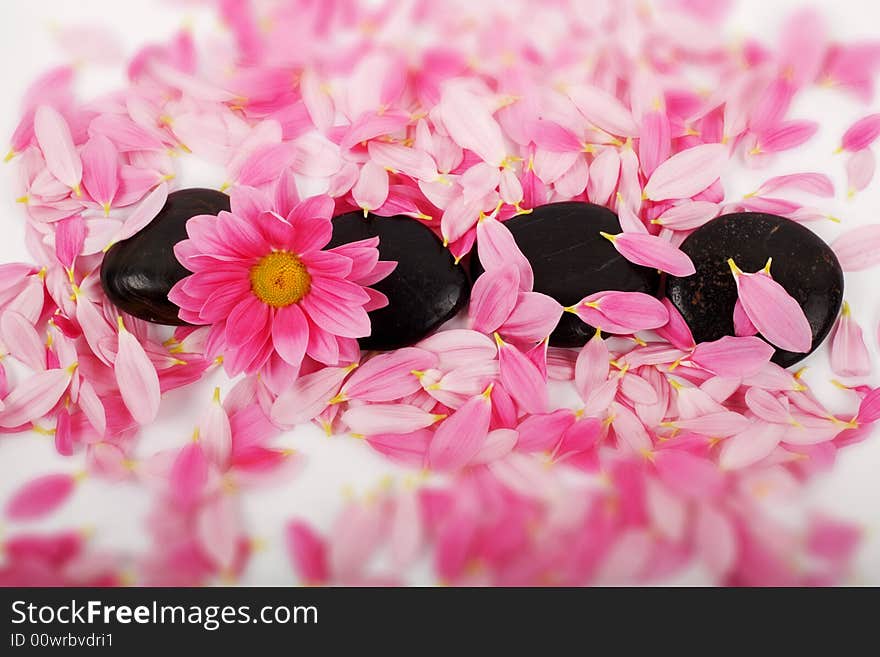 Pink petals and black stones for SPA-massage