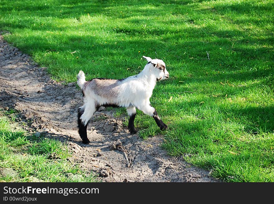 Kid goat grazing on green grass