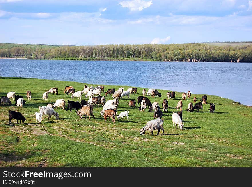 Goats grazing in the green field