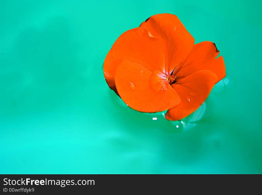 An image of a waterlilly flower floating in green water