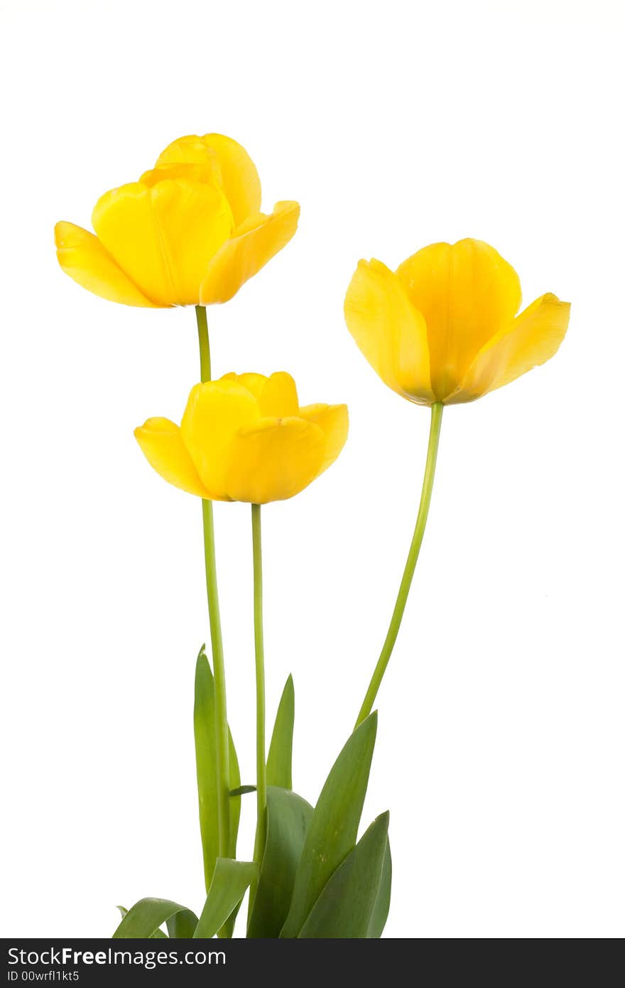 Yellow tulips on a white background. Yellow tulips on a white background.