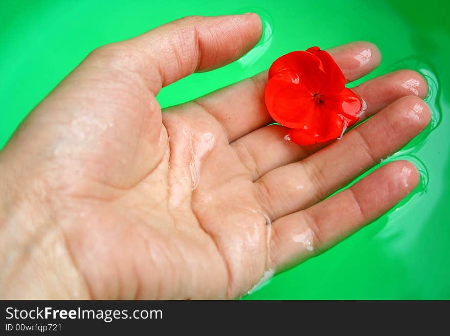 An image of a waterlilly flower and a hand in green water