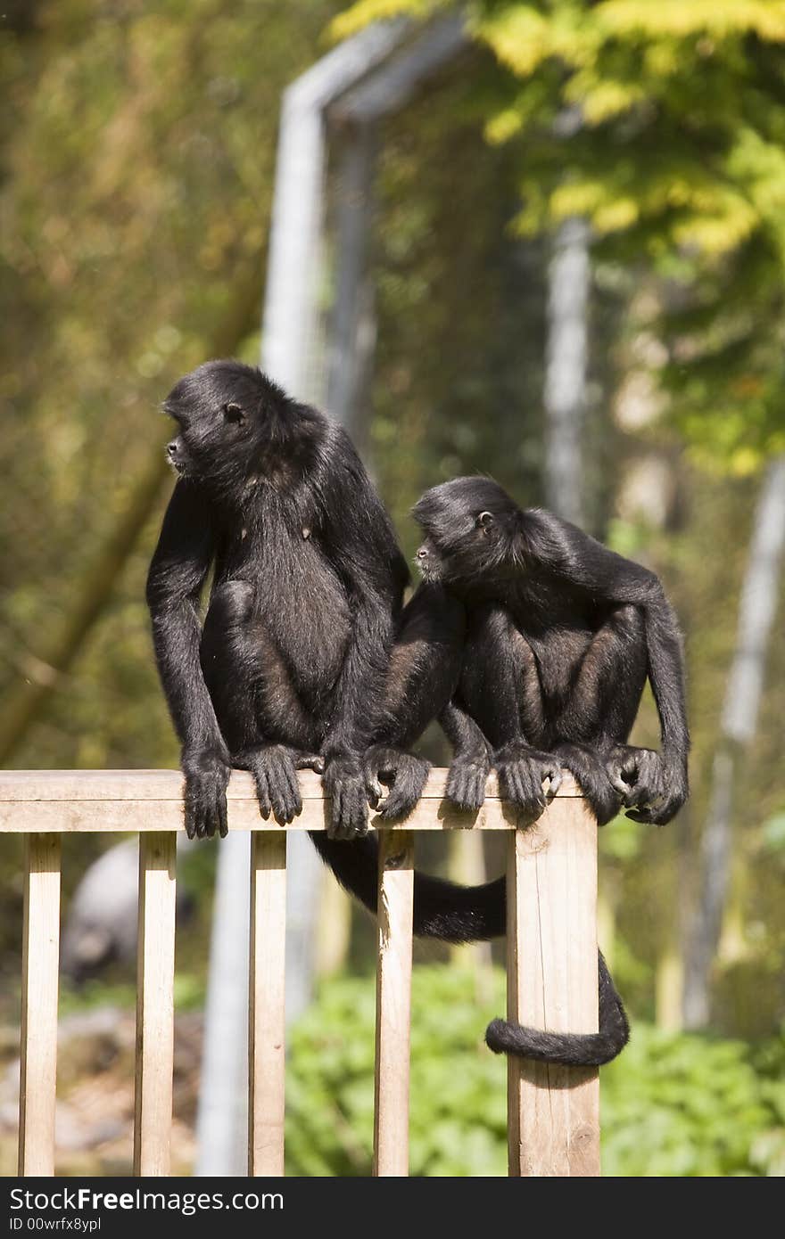 2 monkeys sitting side by side and something has caught their attention one is an infant. 2 monkeys sitting side by side and something has caught their attention one is an infant