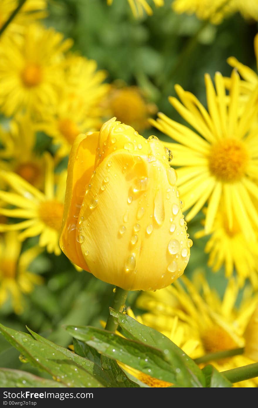 Yellow tulips with a few drops. Yellow tulips with a few drops.