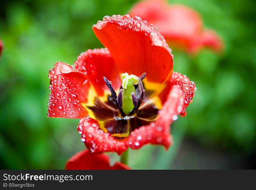 Macro Shot Of An Open Tulip With Drops