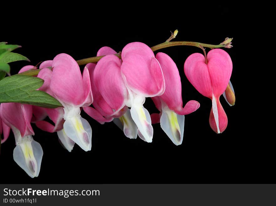 Bleeding heart on a black background. Bleeding heart on a black background.