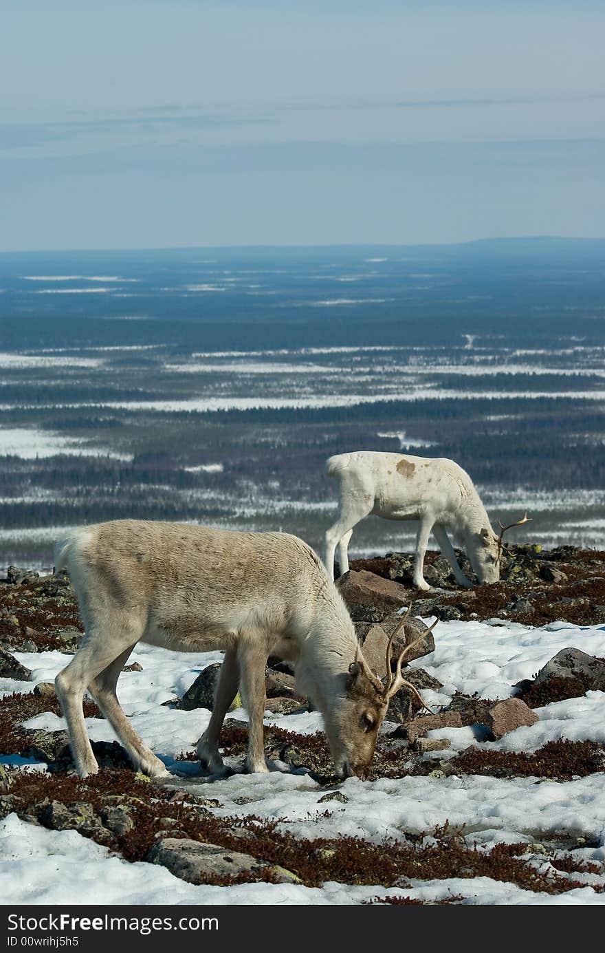 Reindeers draizing on the mountain. Reindeers draizing on the mountain