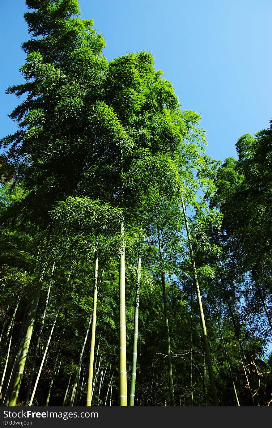 Bamboo at foot of huangshan mountain