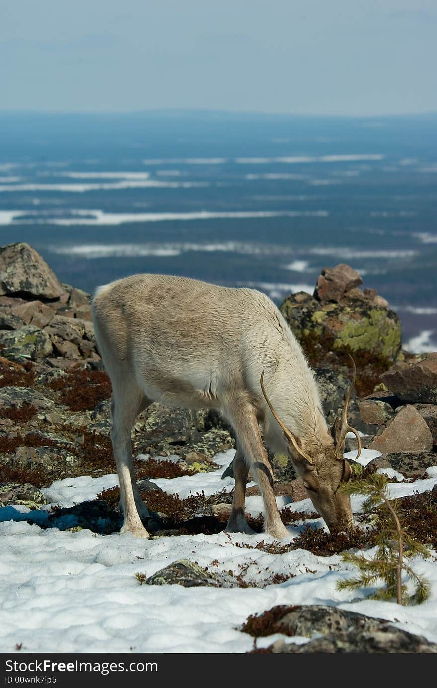 Reindeer in the mountain