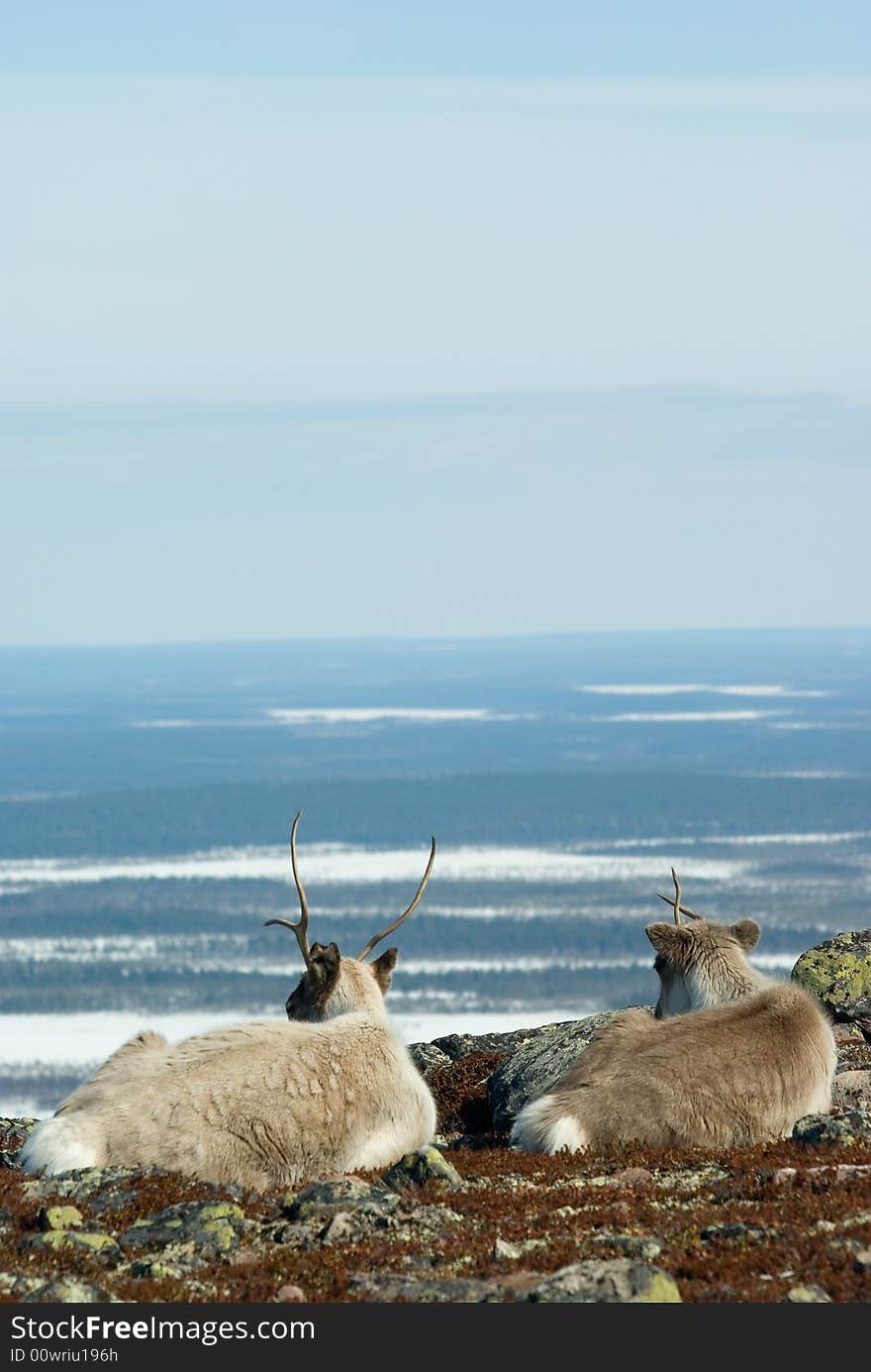 Yong reindeer resting on the rock. Yong reindeer resting on the rock