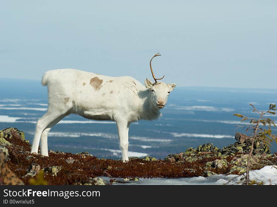 One-horned Reindeer