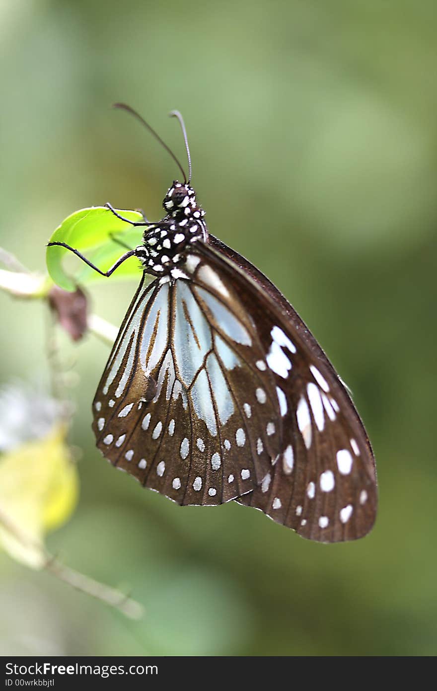 Butterfly In Bohol